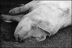 totes Schwein vor Schlachthof
