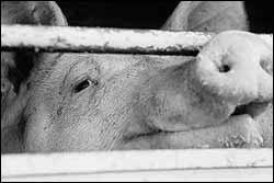 Schwein, Schlachthof-Transport