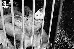 arrestiertes Schwein