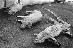 tote Schweine au&szlig;erhalb des Schlachthofes